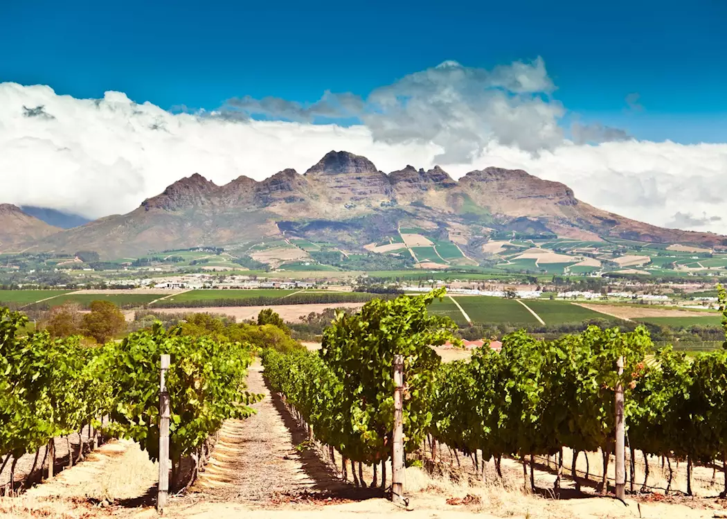 Stellenbosch Wine Tours