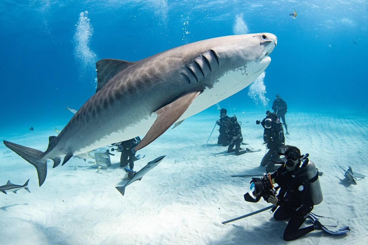 Great White Shark Cage Diving Cape Town