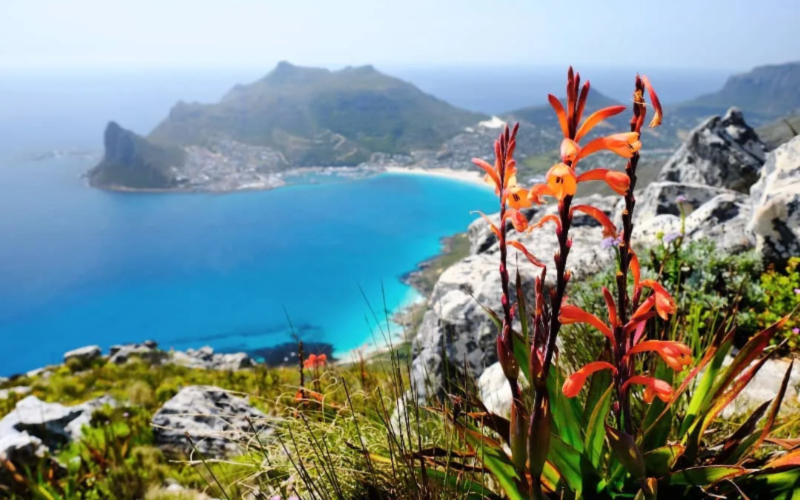 Best Time To Visit South Africa To Explore Its Wildflowers