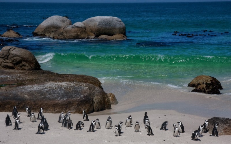 Cape Peninsula Tours   