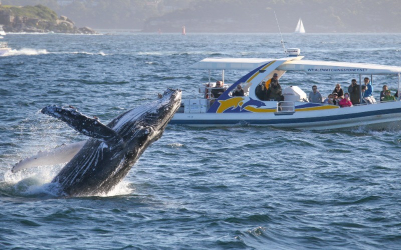 South Africa For Whale Watching