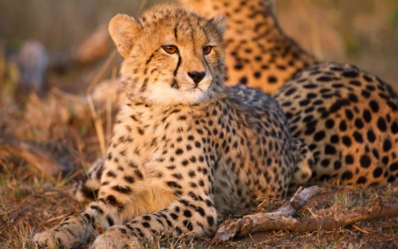 Wildlife and Safari Experiences in South Africa