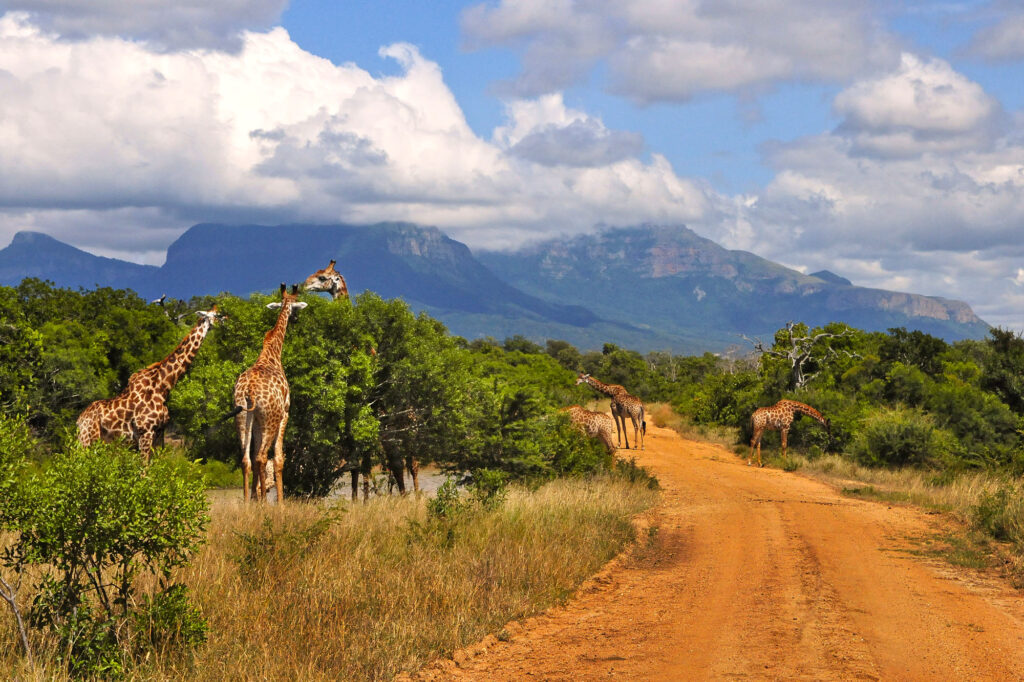 When To Visit The Kruger National Park