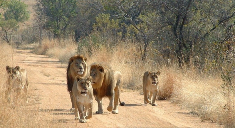 Kruger National Park