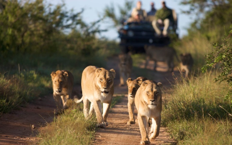 What To See And Do In Kruger