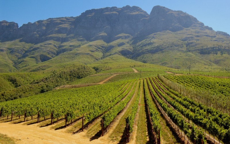 Day Trip To Stellenbosch