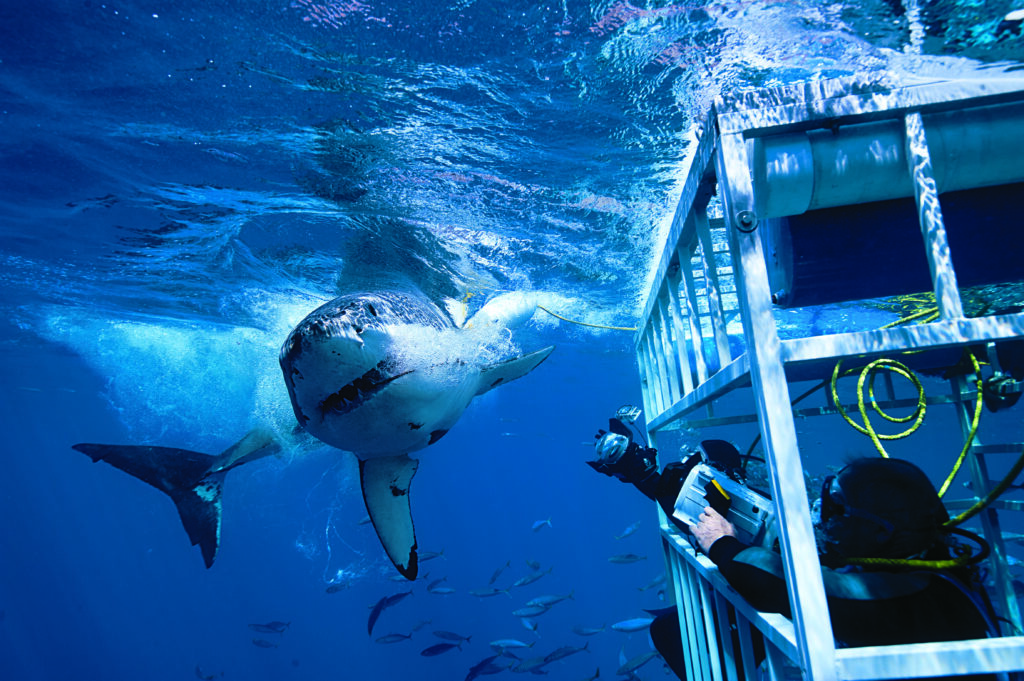 White Shark Cage Diving in Cape Town – 8 Must-Know Things Before Taking the Plunge