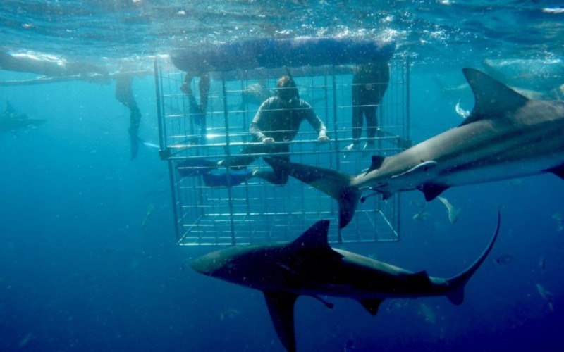 great white shark trips cape town