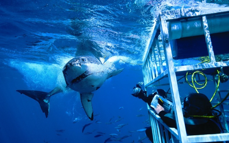 White Shark Cage Diving in Cape Town