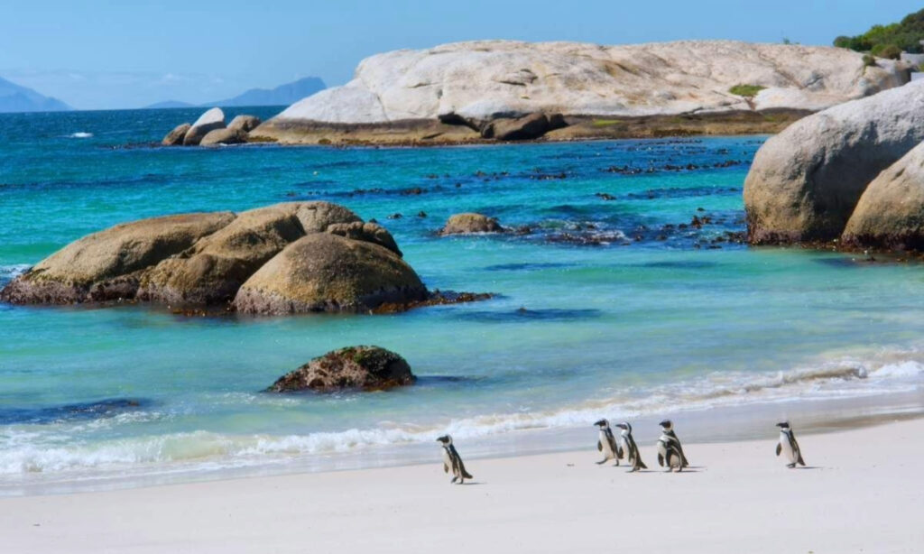 Cape Peninsula Tours – A Memorable Day Trip To Watch Out For!
