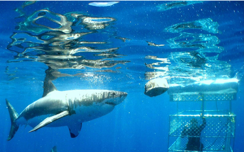 Cape-Town-Shark-Cage-Diving