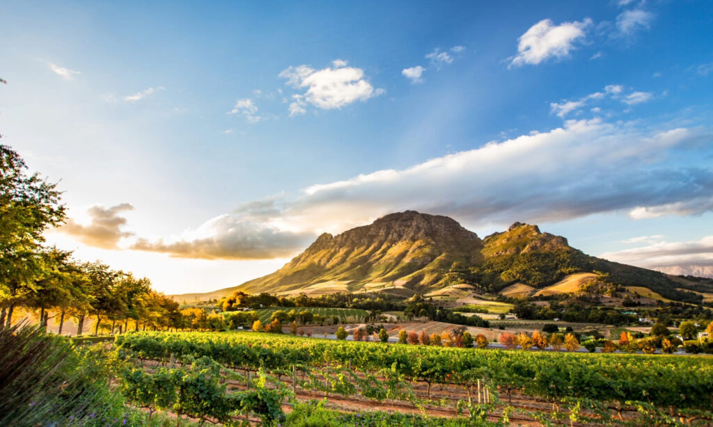 How Much Does the Cape Town Wine Tours Cost?