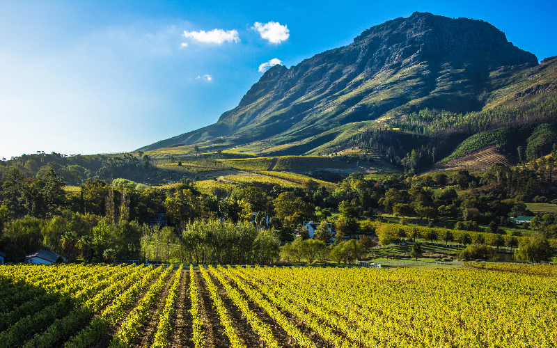 Cape Stellenbosch Winelands Tour