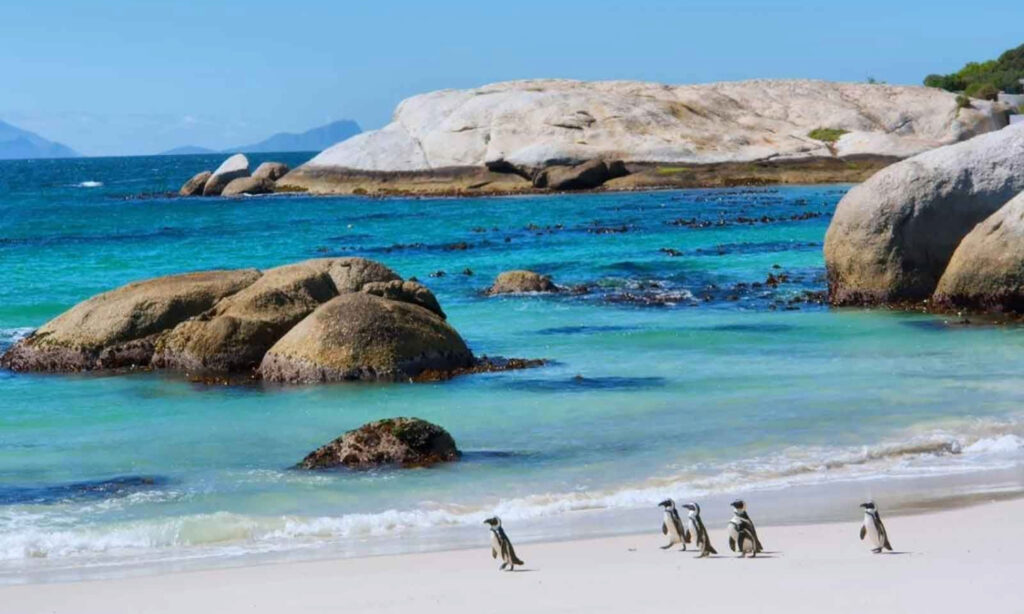 Which Cape Town Tour Packages Are the Best?