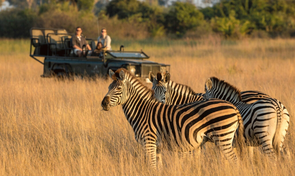 Exploring Nature and Wildlife on a Cape Town Game Drive