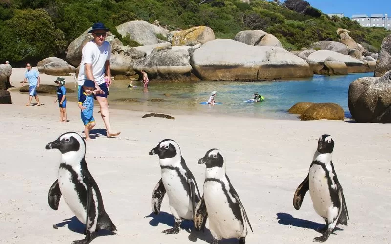 African Penguins at Boulders Beach