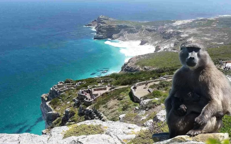 Baboons in Cape Peninsula