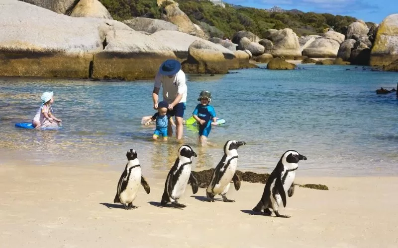 Boulders Beach Penguins Tour