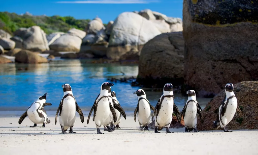 Ready To See the African Penguins at Boulders Beach!