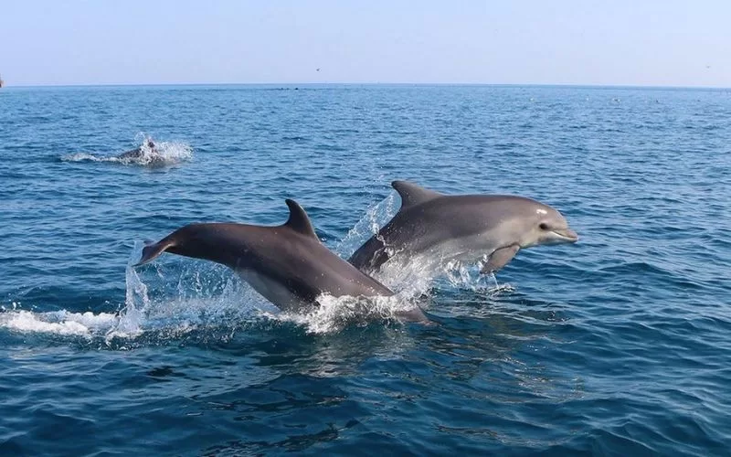 Cape Town Dolphins