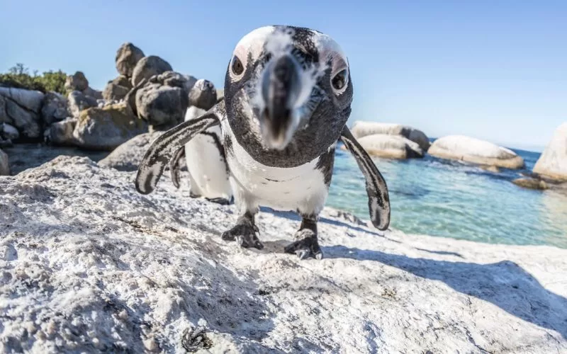 Cape Town Penguin Tours