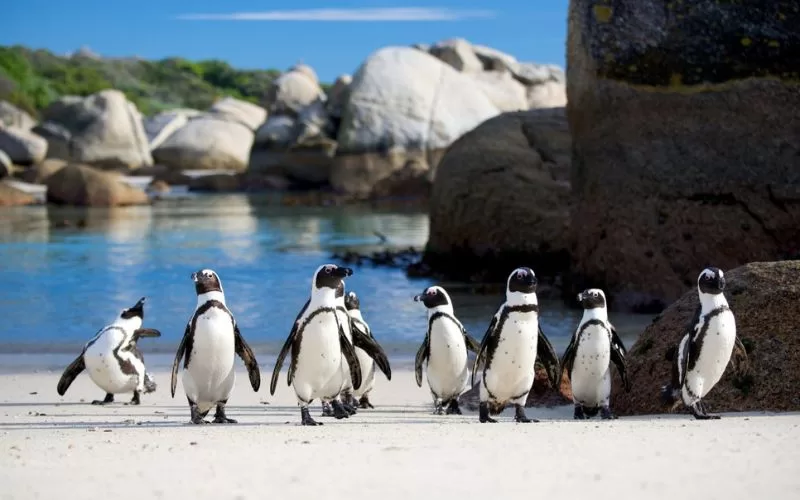 Cape Town Penguin Tours