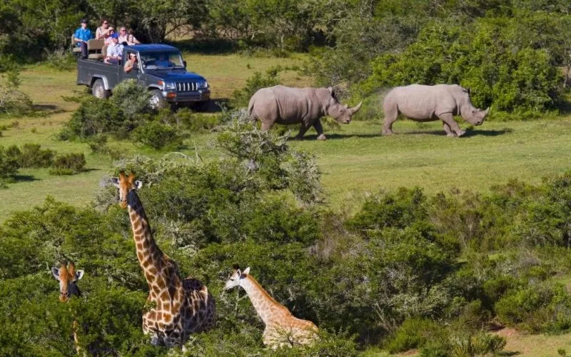 Cape Town Safari Tours