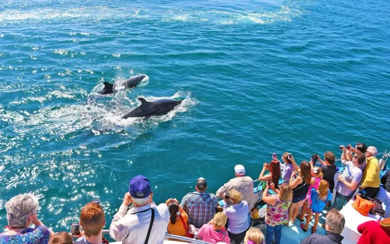 Dolphin Watching Tour