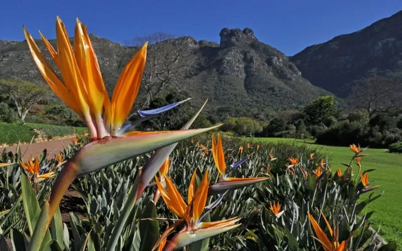 Kirstenbosch National Botanical Garden