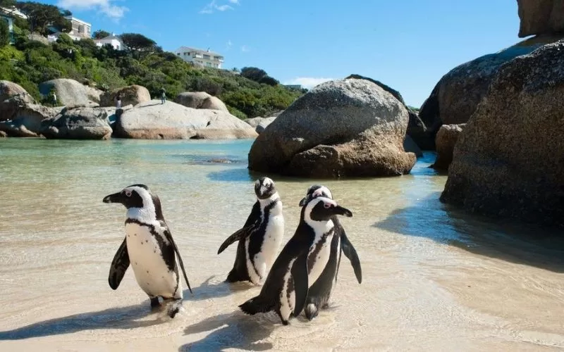 Penguin Habitat