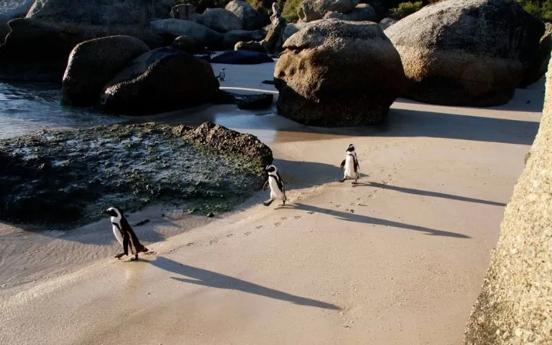 Penguins Bouldwalks
