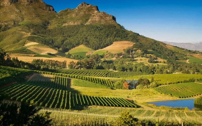 Stellenbosch Wine Tour