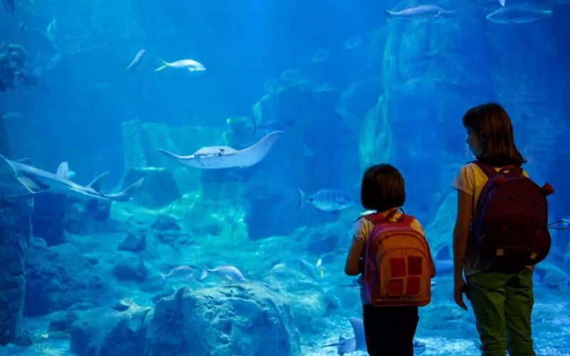 Underwater Wonders at Two Oceans Aquarium