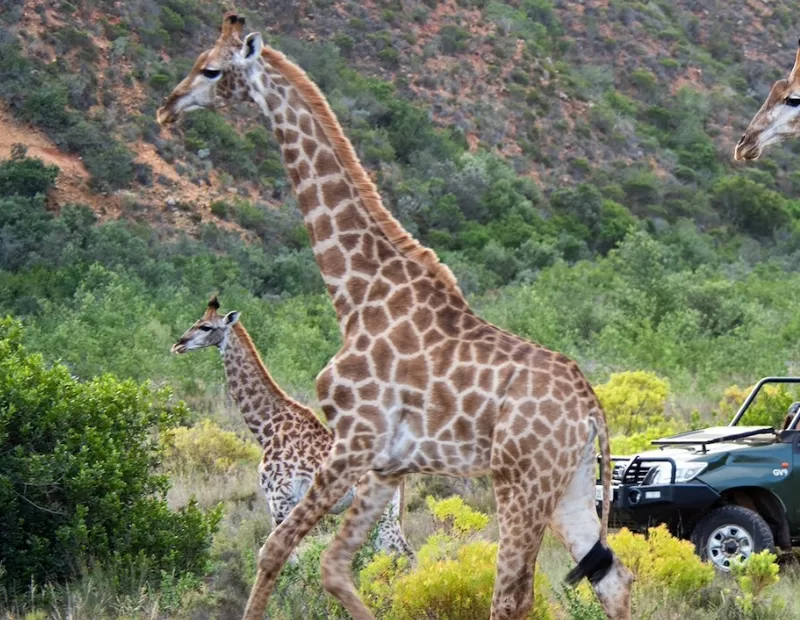 Cape Town Game Drive Tours