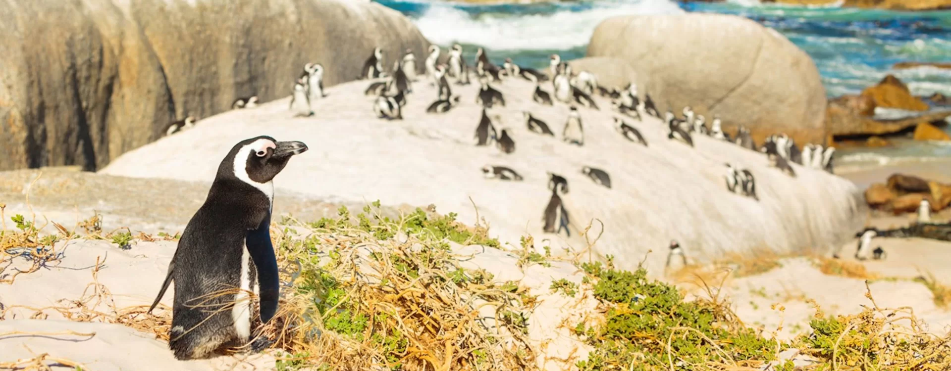 Cape Town Penguin Colony