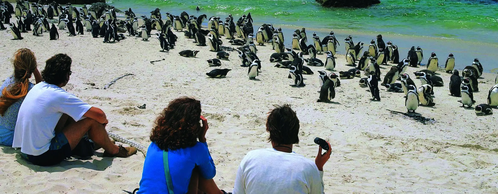 Cape Town Penguin Viewing Spots