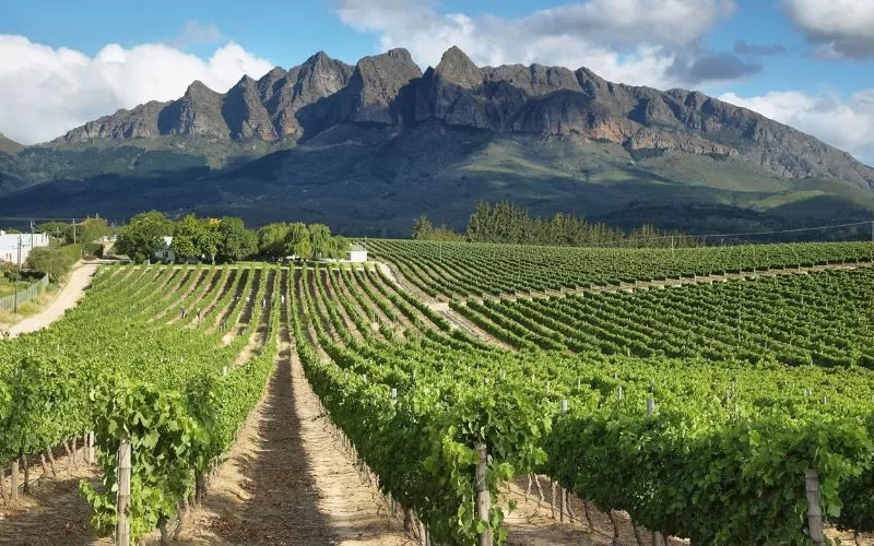 Cape Winelands