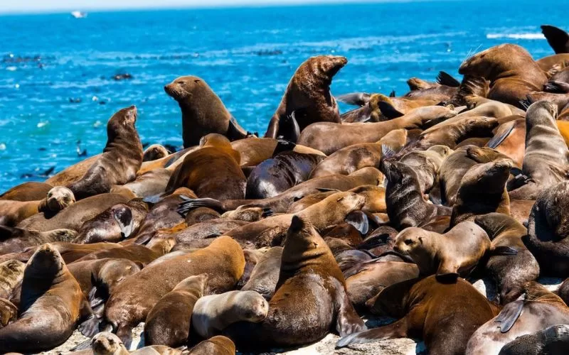 Hout Bay Seal