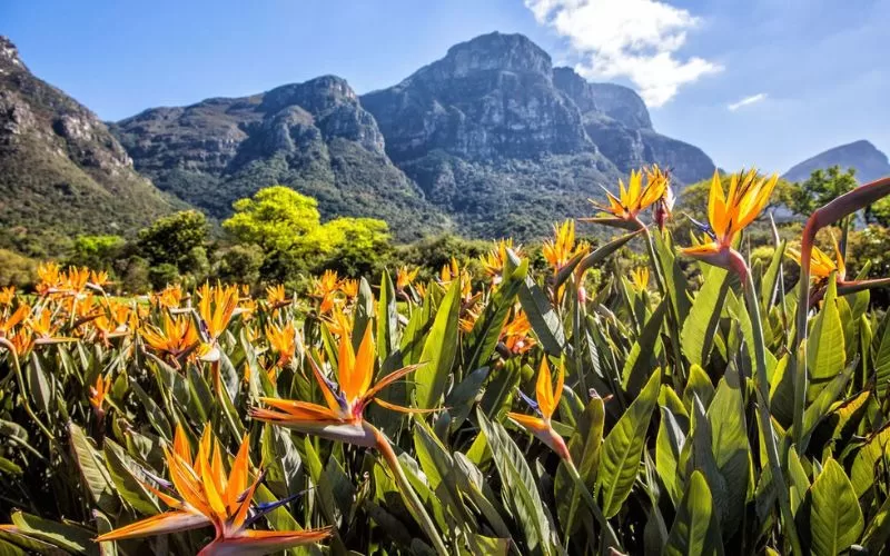 Kirstenbosch Botanical Gardens