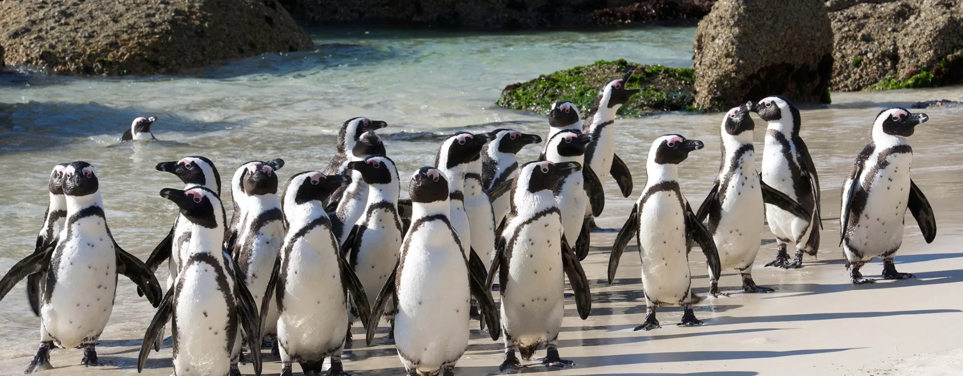 Penguin Tour Cape Town