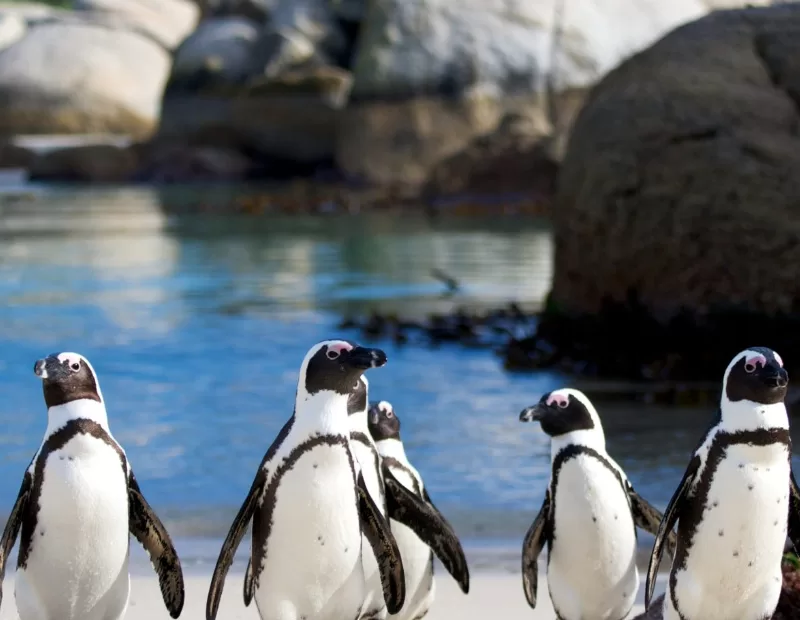 Penguin Tours Cape Town