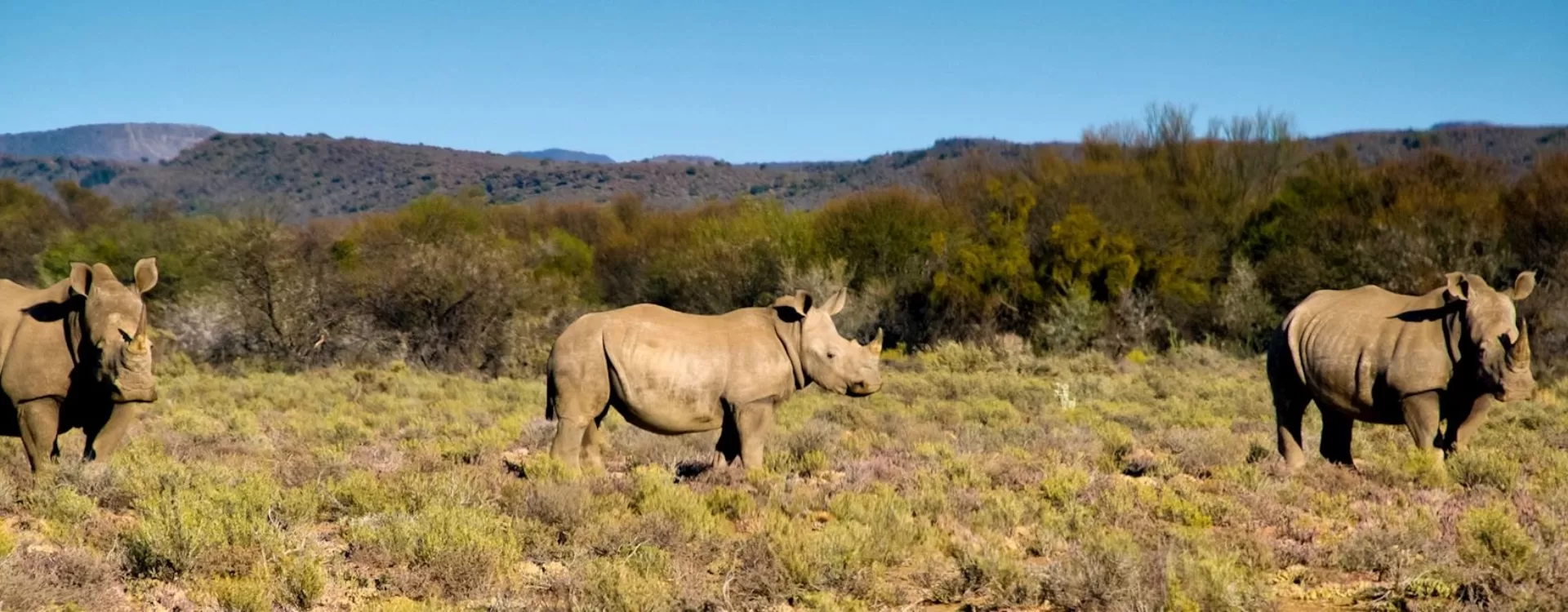 Sanbona Game Reserve