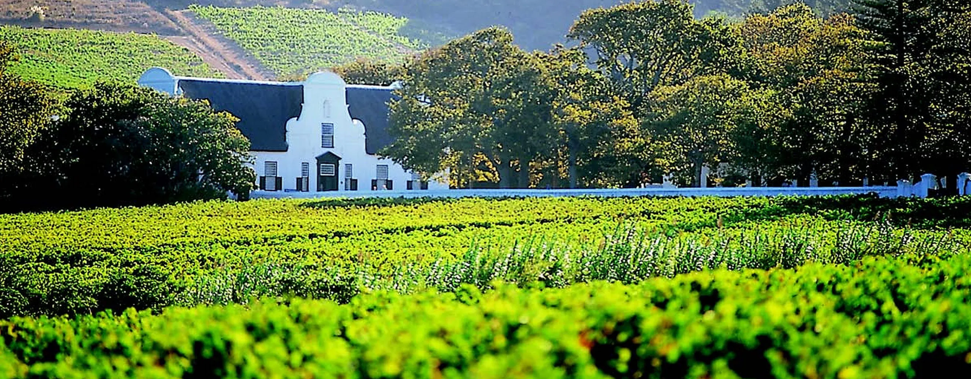 Stellenbosch Day Tours