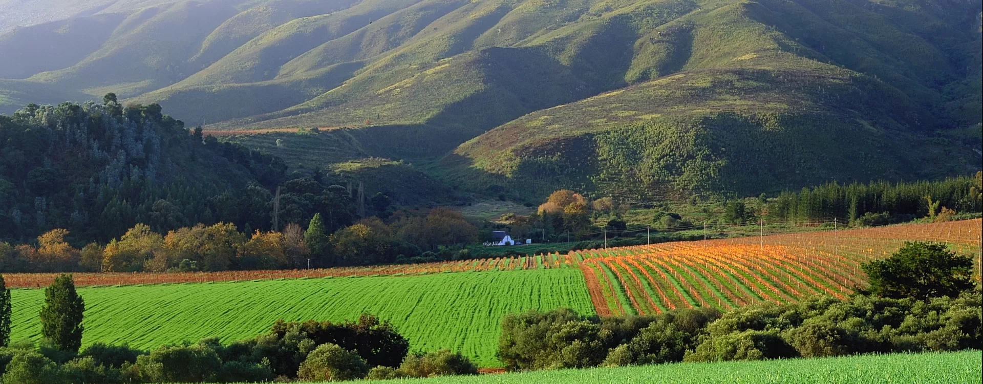 Stellenbosch Day Trips Tour