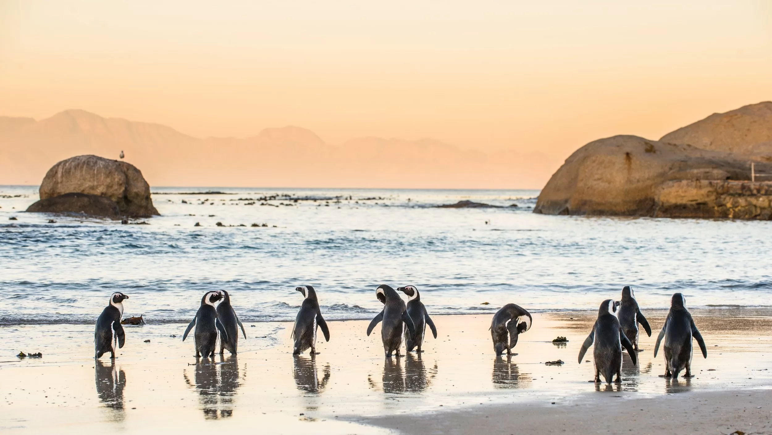 Boulders Beach Penguin Tours