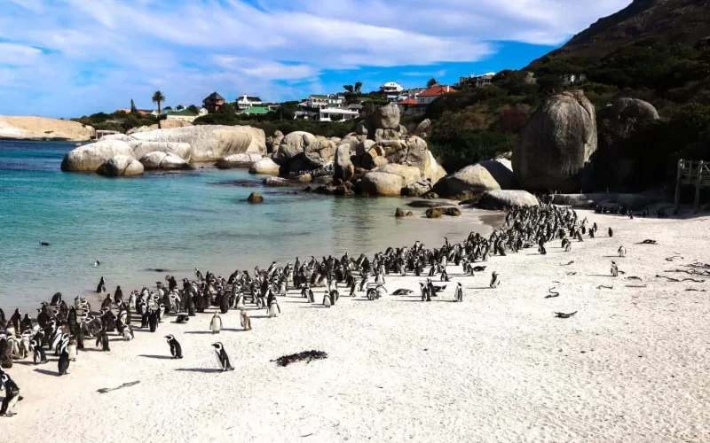 Boulders Beach Penguin Colony