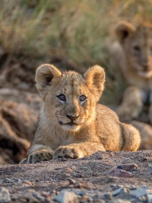 Pilanesberg National Park